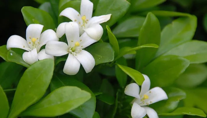 米兰花的养殖方法和注意事项 米兰花的养殖方法和注意事项有哪些