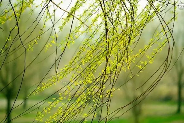 和春天有关的歌