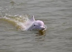 功能性灭绝的白鱀豚重现长江是真的吗?