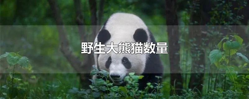 野生大熊猫数量