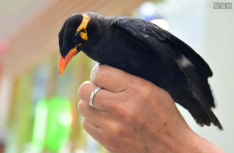 鹩哥多少钱一只 2017鹩哥幼鸟价格表