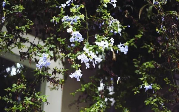 西南民族大学有多厉害？西南民族大学的分数线是多少？