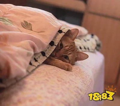 老太太钻被窝意思、含义、出处