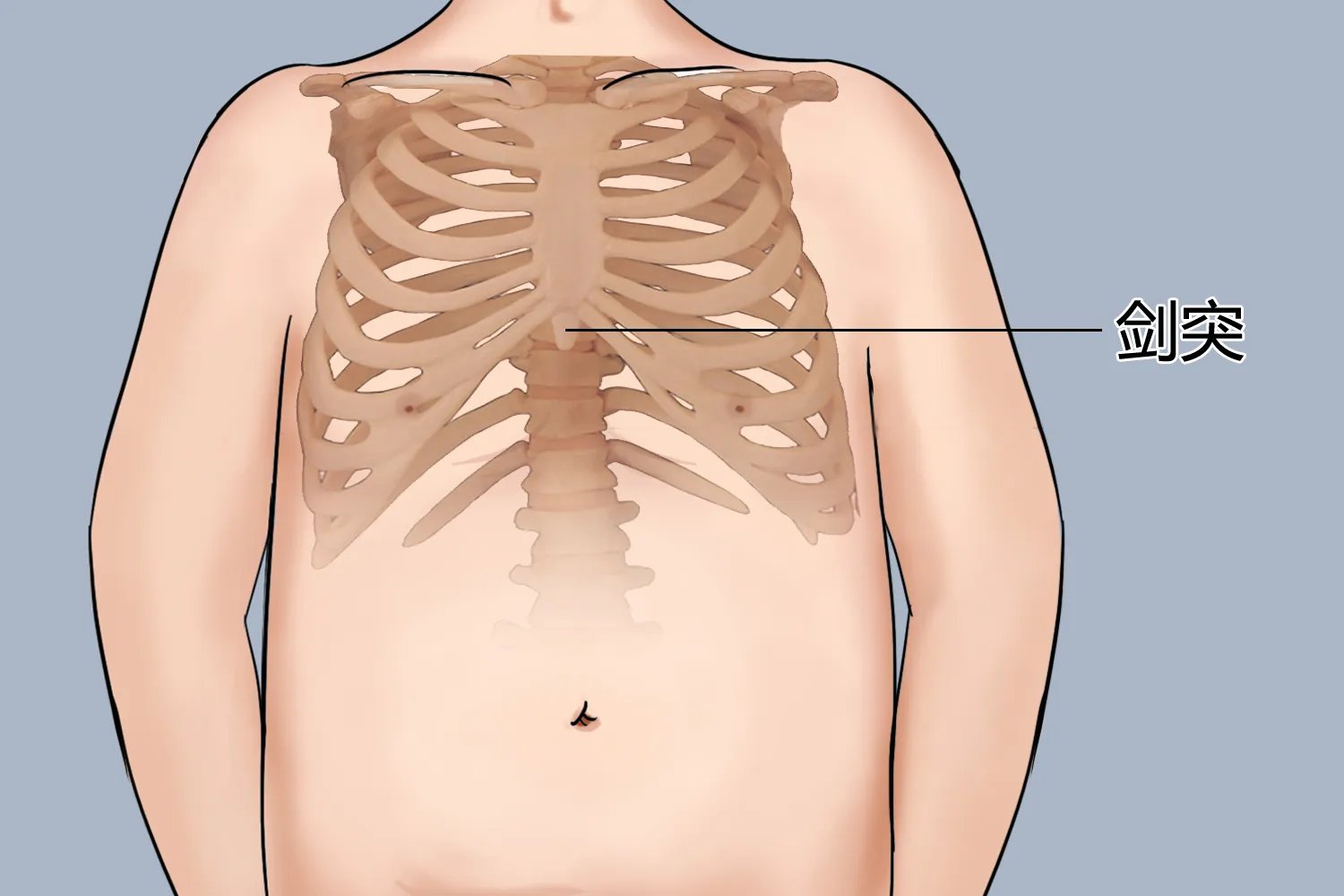 腹部剑突位置及图