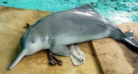 功能性灭绝的白鱀豚重现长江是真的吗?