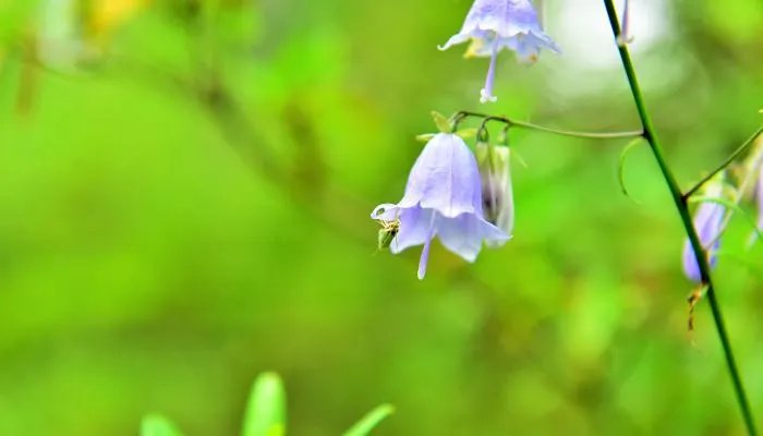 三月三清明节放假安排2022 2022年三月三清明节怎么调休