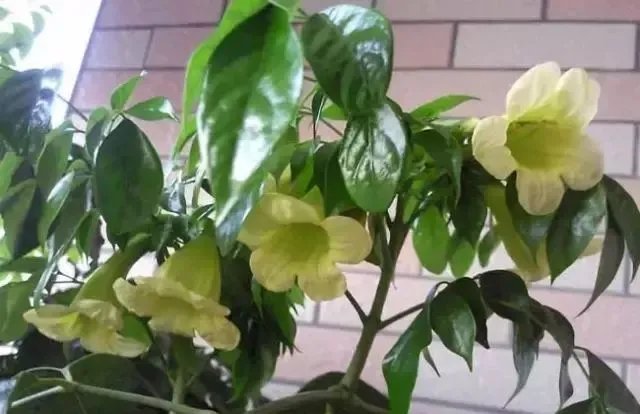 【绿植】开花露峥嵘（上）