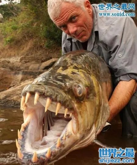 世界上最凶猛的鱼类，巨型水虎鱼(食人鱼) 