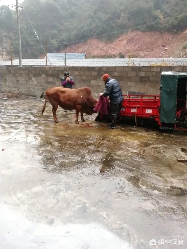 牛肉摊利润多少