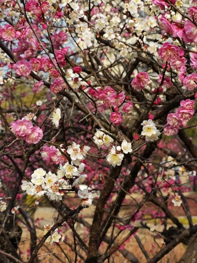 孩子毕业去了湖北黄冈市黄州区工作，当地房价高吗？