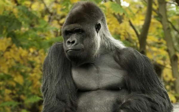 大猩猩英语怎么读