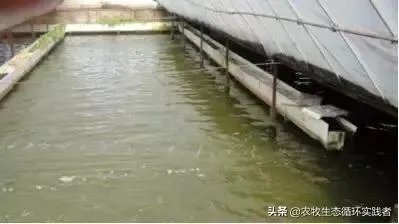 大棚养虾可靠吗？