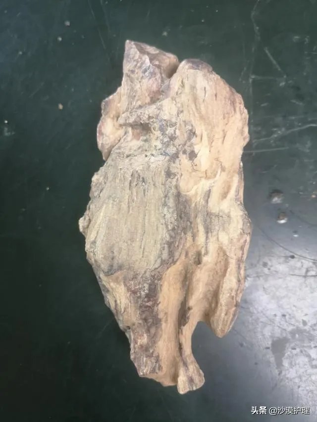 真正的树化石价格