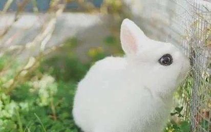 世界上最小的兔子——荷兰侏儒兔