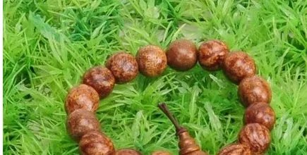 菩提子的种类及各种形态和功效