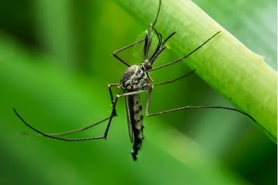 世界十大吸血动物