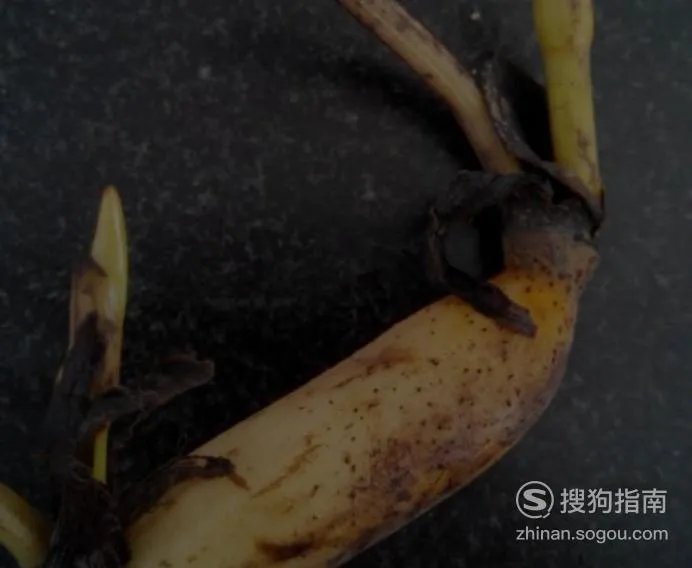 缸里种莲藕的方法图片