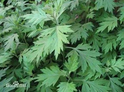 艾草长什么样子的图片