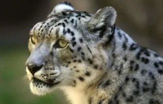 世界珍稀动物排名!前25分别是什么动物?