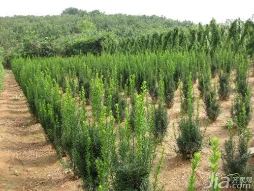 曼地亚红豆杉的作用价值