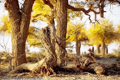 昆仑紫瓜的历史渊源