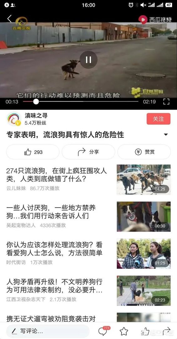 男子喂流浪狗却赔钱,这是怎么回事?