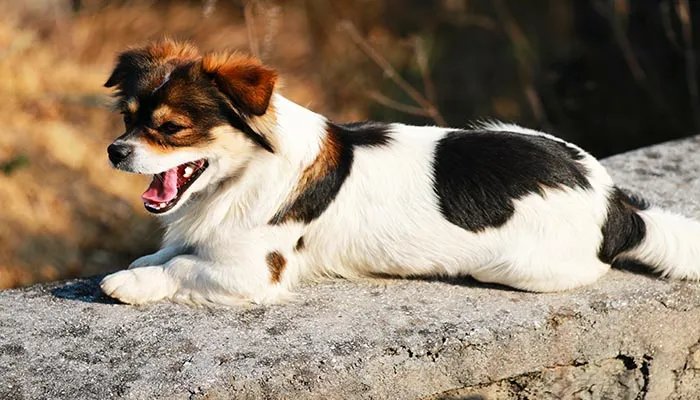 蝴蝶犬好养吗 饲养蝴蝶犬要注意什么