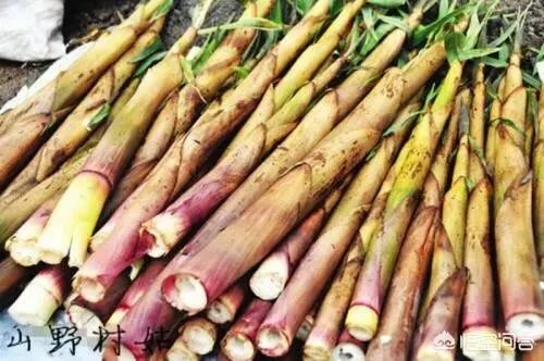 苦竹笋有什么功效?