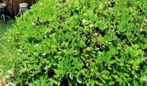 china的中文意思是什么