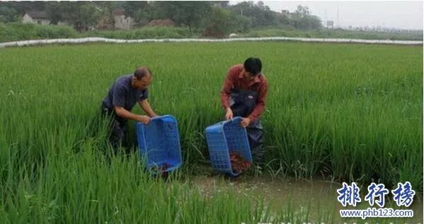2017农村致富小项目排名，适合农村的致富小项目大全