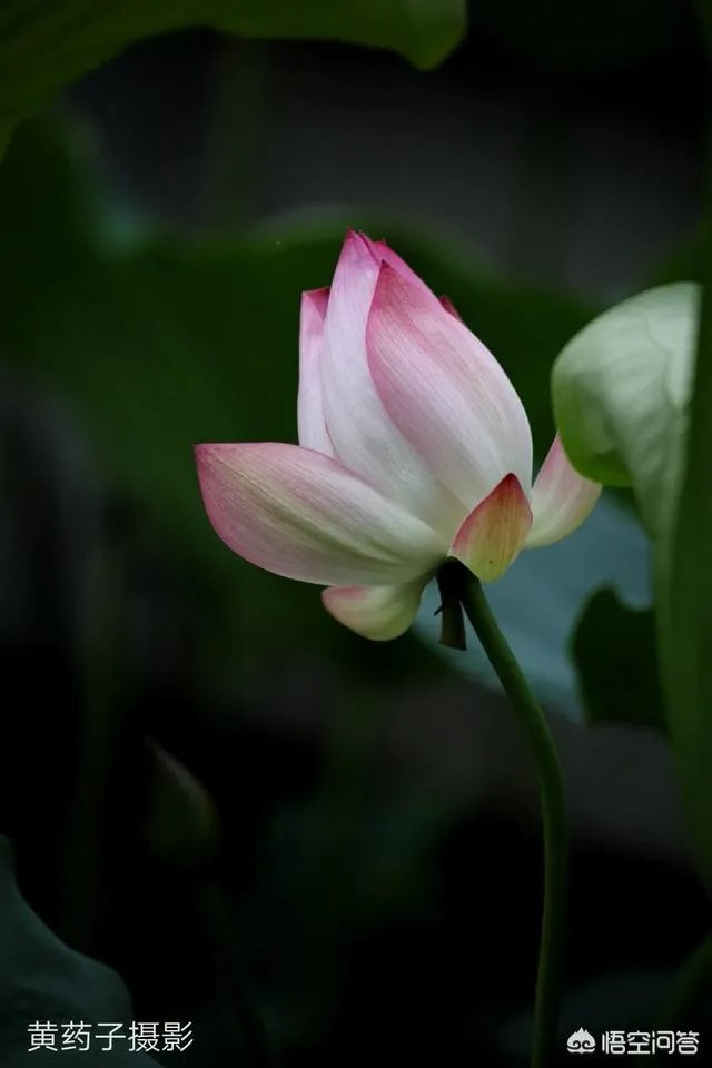 佳能100-400镜头适合拍什么?