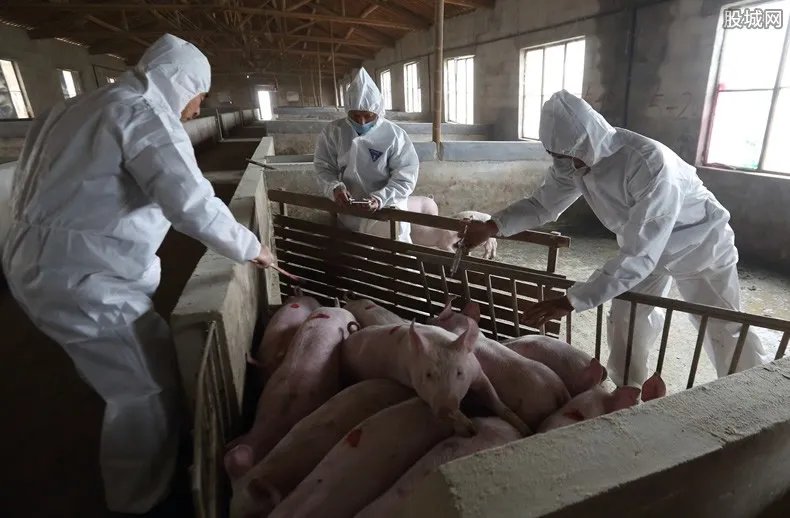 2019年最新猪瘟疫情消息：非洲猪瘟全国解除令来了