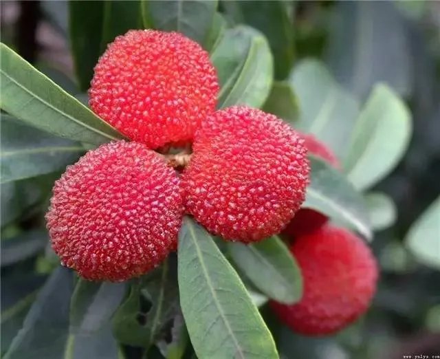 昆明，你就是个P！