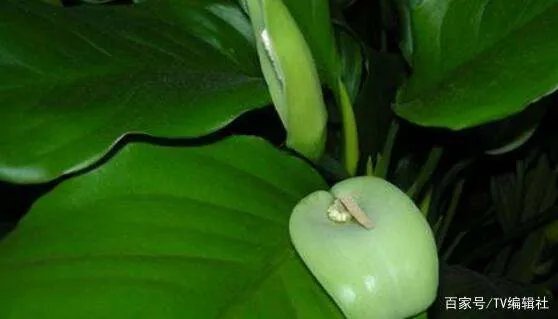 万年青开花吗？