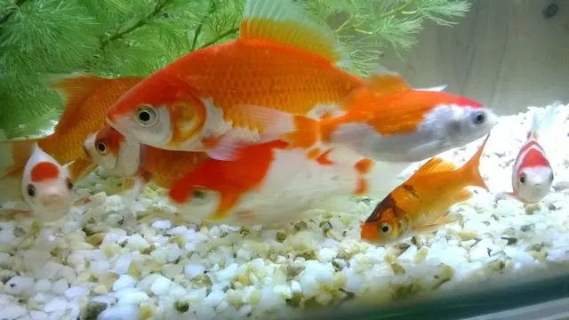 什么鱼好养 家里养什么风水鱼比较好