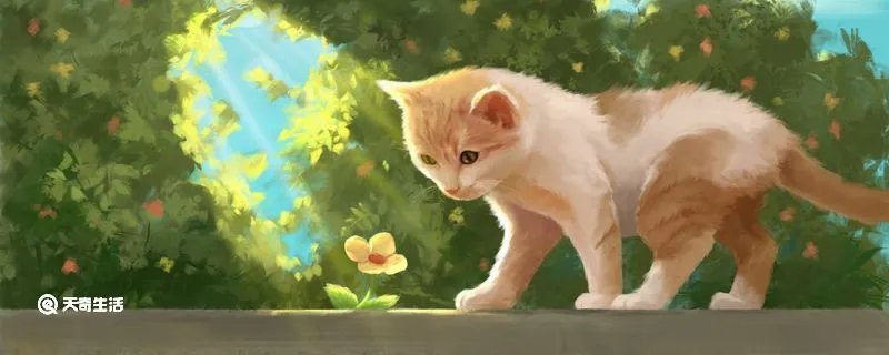 什么是吸猫 吸猫有什么危害吗