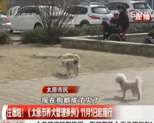 太原最严养狗令正式实施 最严养狗令到底有多严?