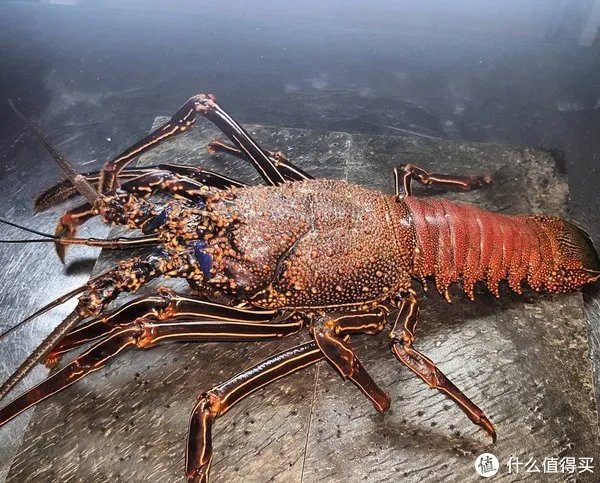 龙虾怎么做好吃