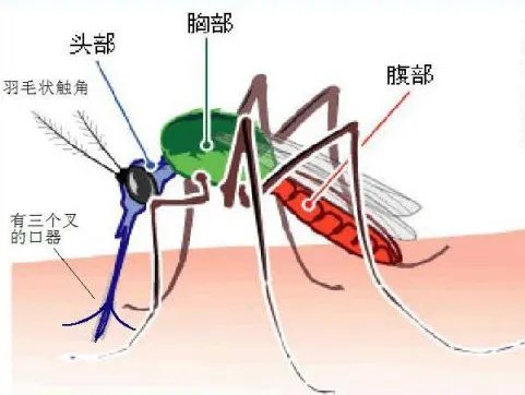 蚊子卵是什么样子的
