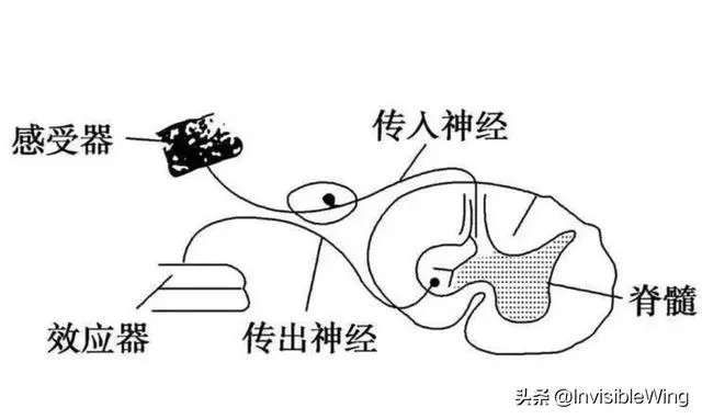 反射弧结构示意图？