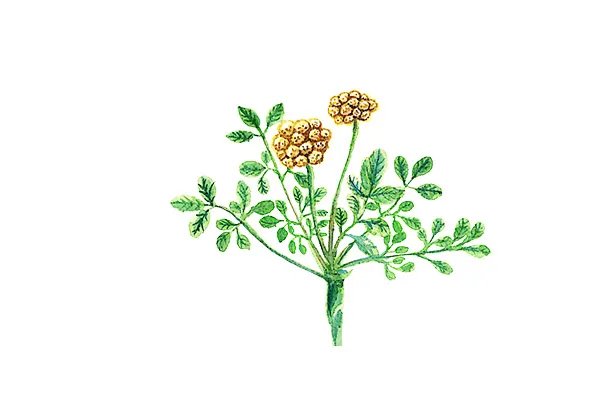 北沙参的功效与作用