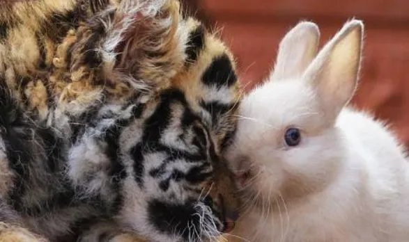 兔子请老虎打一成语