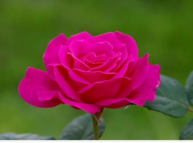 各种花开的时间