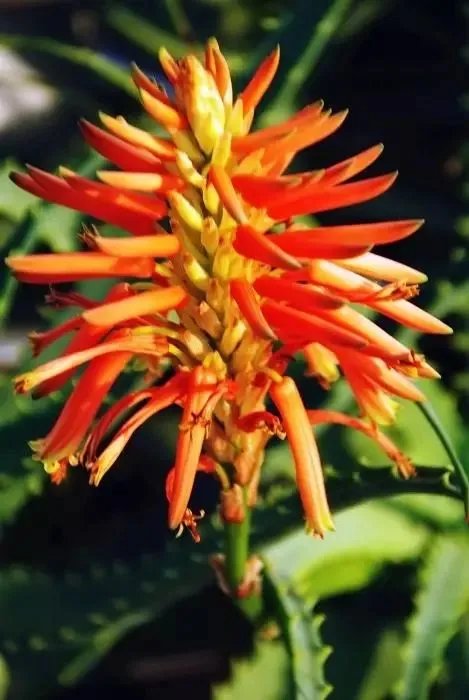 【绿植】开花露峥嵘（上）