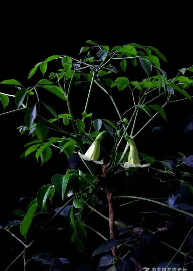 【绿植】开花露峥嵘（上）