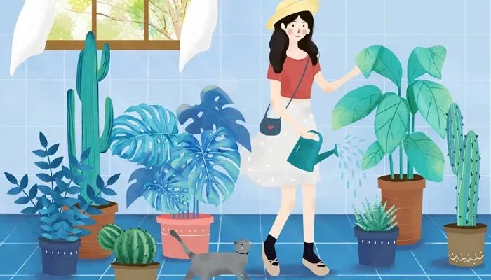 六月雪的养殖方法 六月雪怎么养