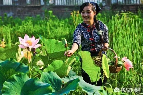 莲叶何田田的意思是什么
