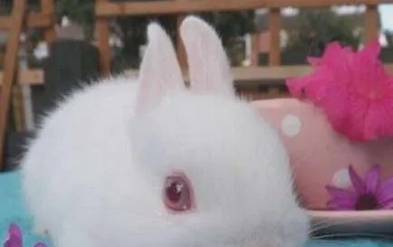 世界上最小的兔子——荷兰侏儒兔