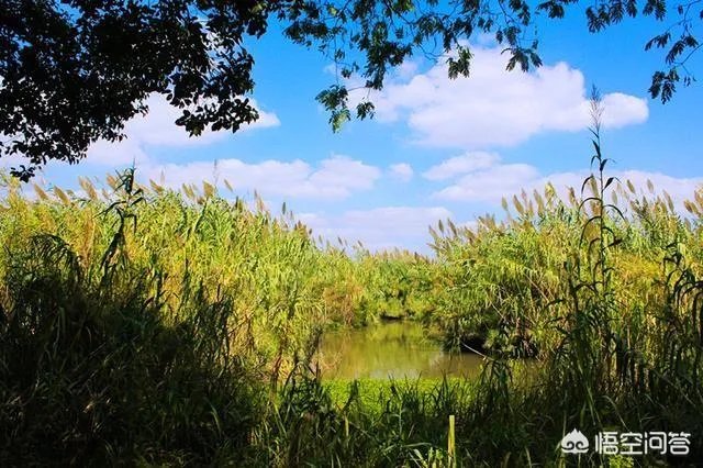 京剧《沙家浜》的前身是什么？