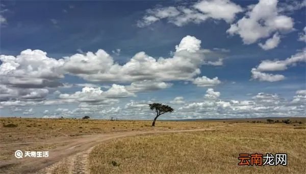 人称平头哥的动物是什么 人称平头哥的动物是什么动物